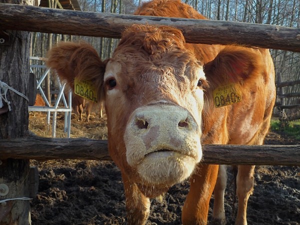 Aztaaa... mekkora üveg pezsgő!