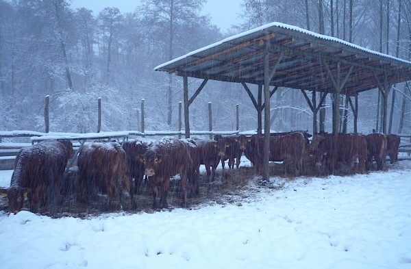 Ránkszakadt a hóhelyzet