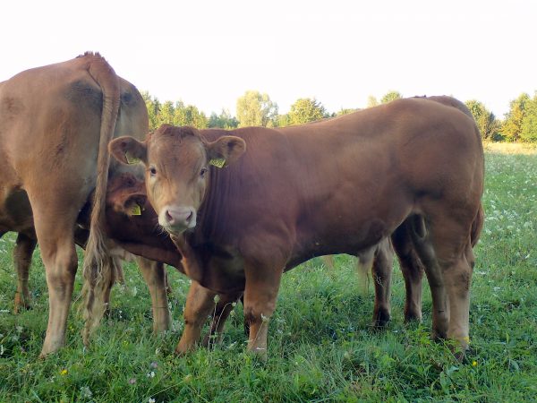 Egyszerűen minden mozdulata gyönyörű