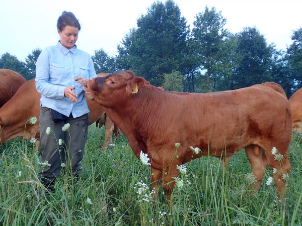 Tóni széles homlokú, rövid fejű komoly kis bikánk. Ő a leghosszabb törzsű az összes között.