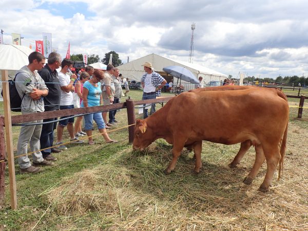 Sok volt a családos városi érdeklődő is.